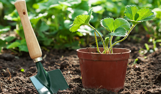 Aardbeien Stekken En Aanplanten Tuinseizoen