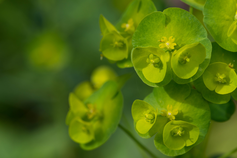 Euphorbia amygdaloides var. Robbiae, bodembedekkers, tuinseizoen