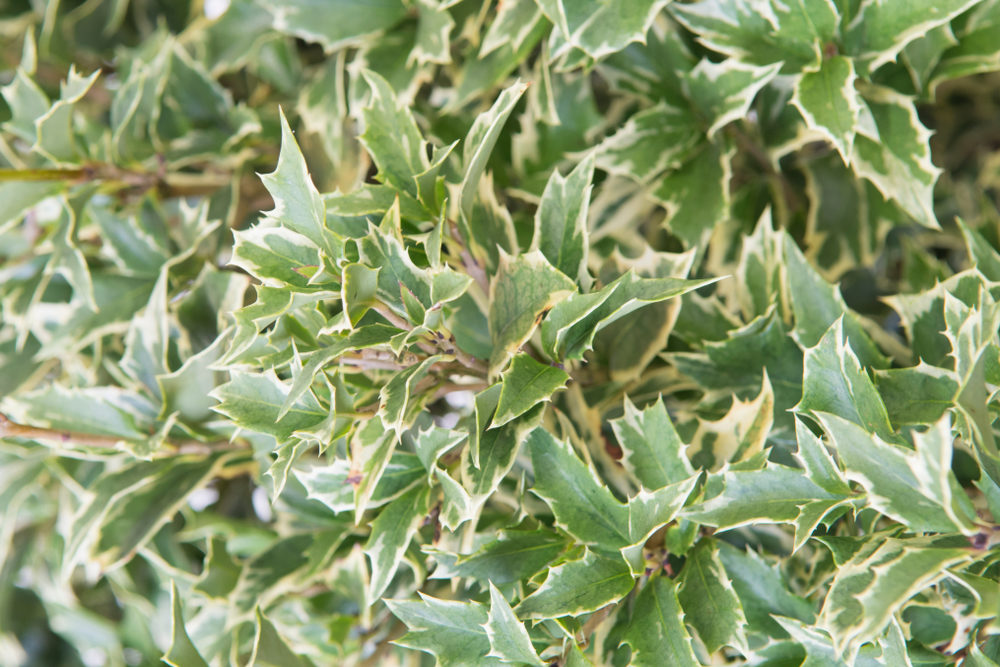 Osmanthus heterophyllus ‘Variegatus’
