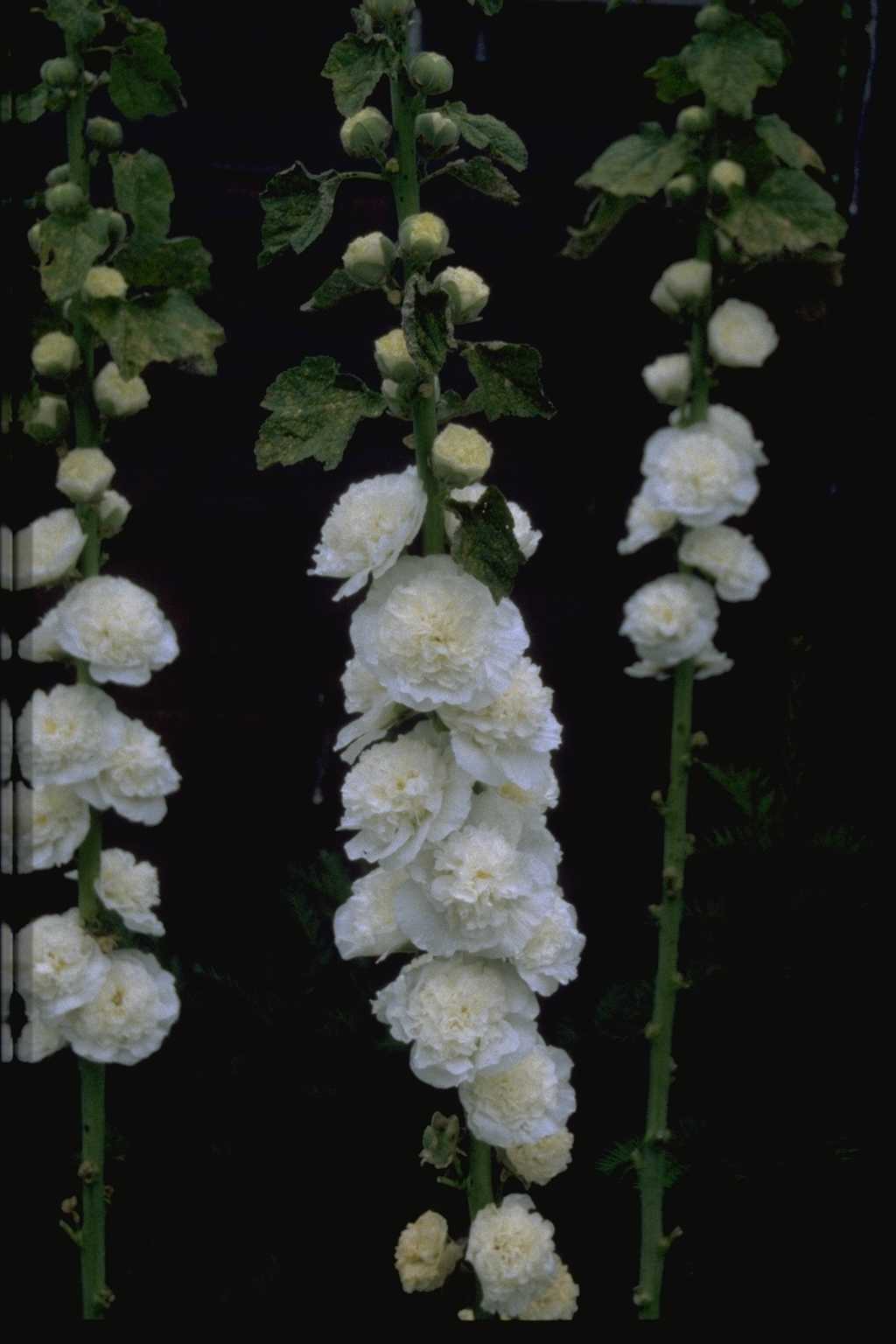 Alcea rosea ‘Pleniflora’ wit