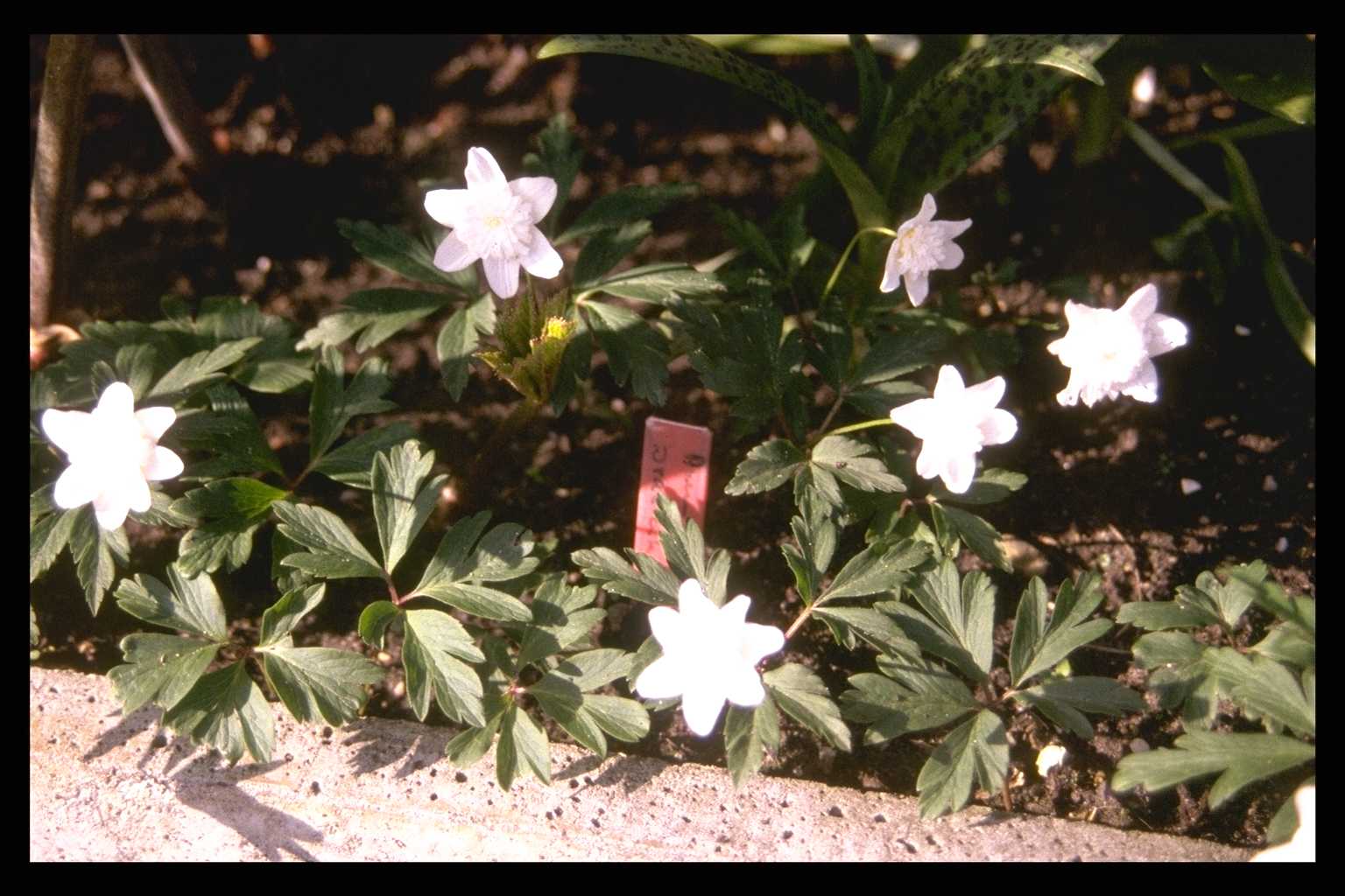 Anemone nemorosa ‘Bracteata Pleniflora’