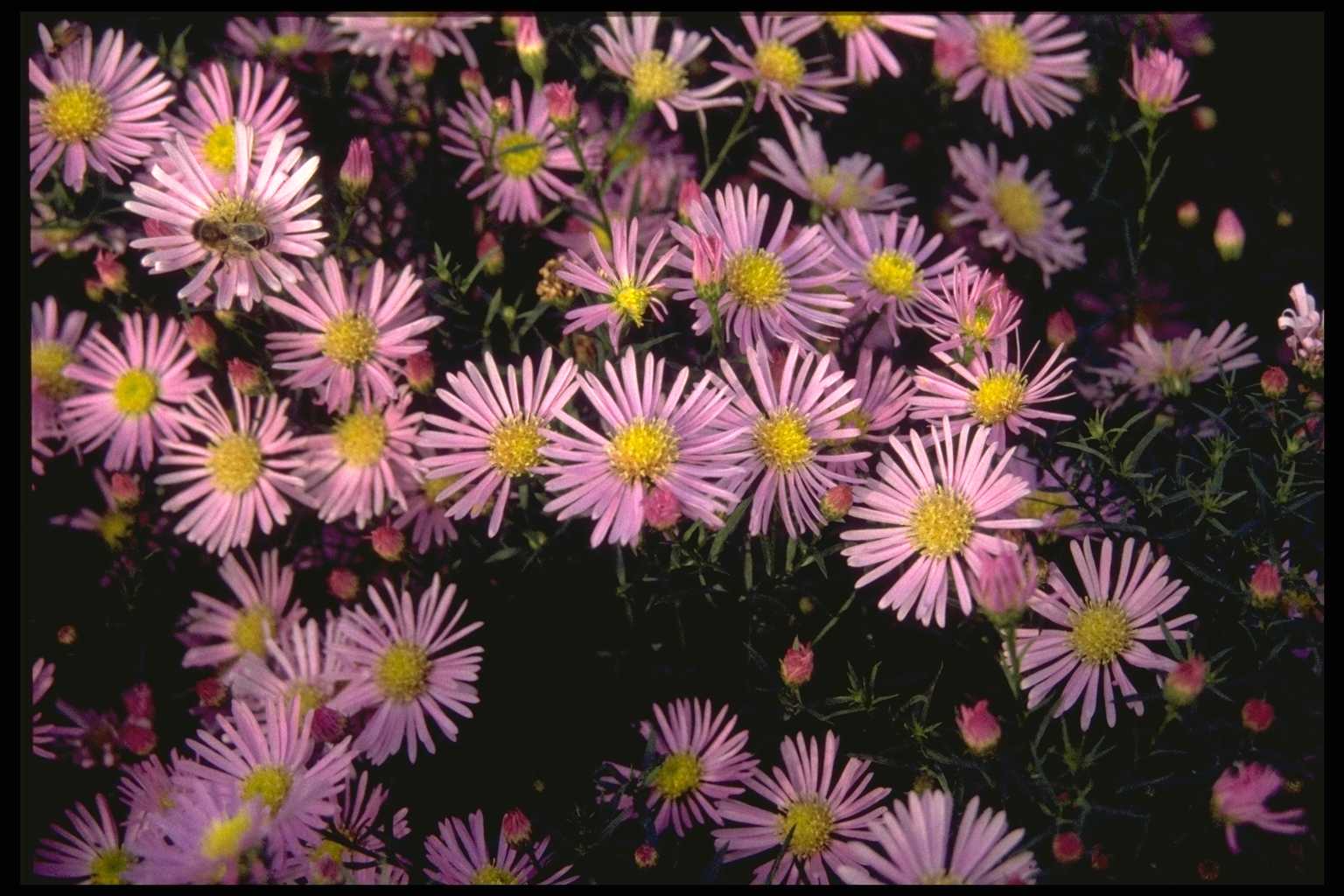 Aster ‘Pink Star’