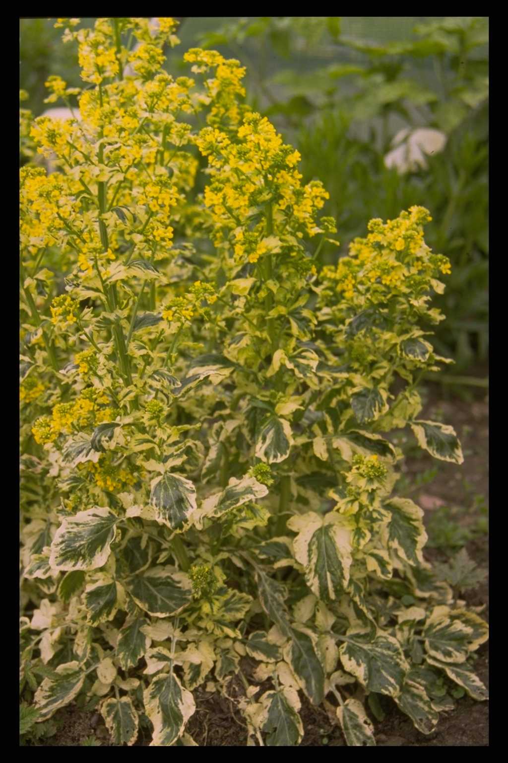 Barbarea vulgaris ‘Variegata’