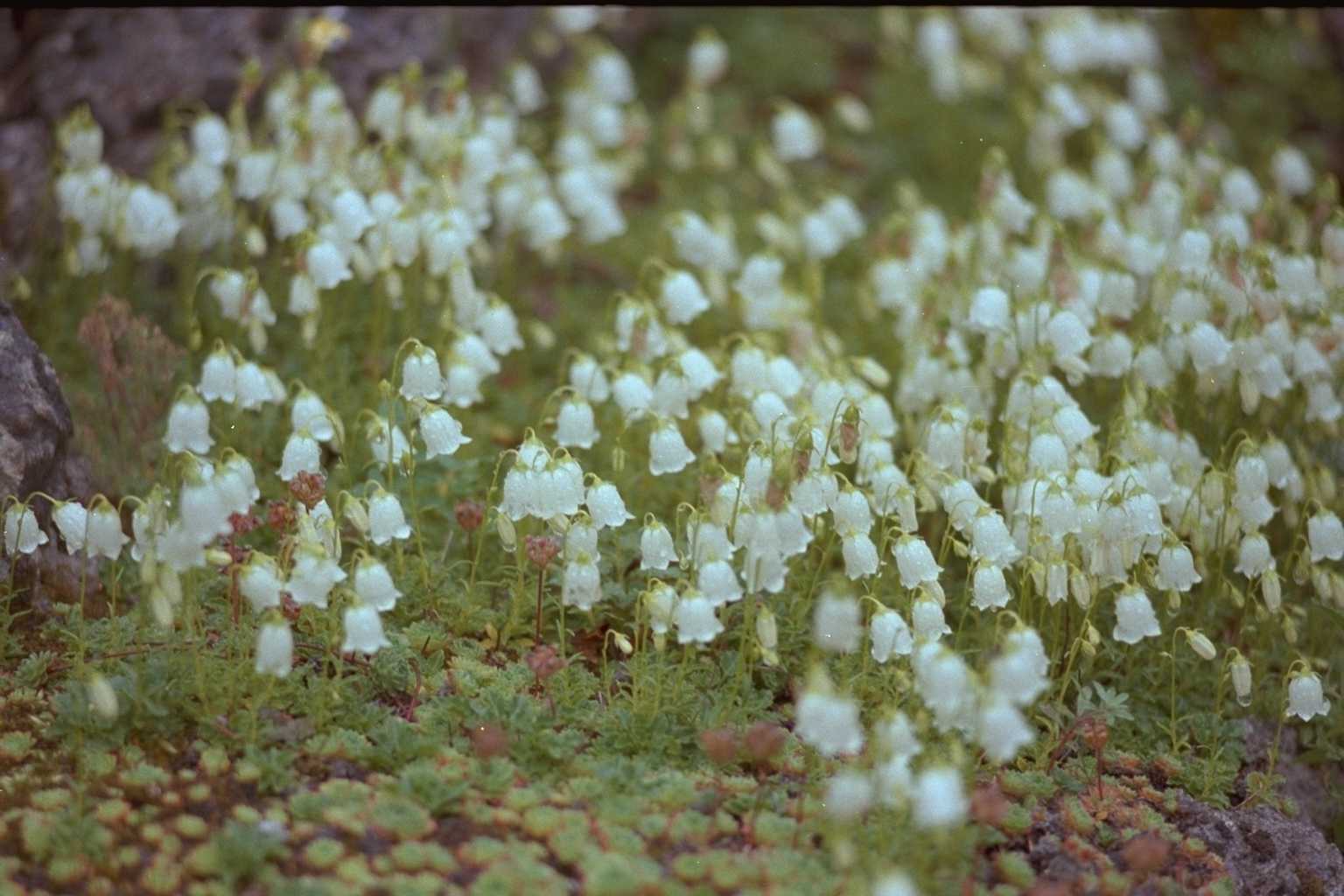 Campanula cochleariifolia ‘Alba’
