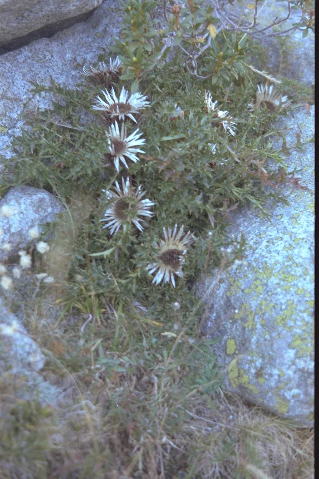 Carlina acaulis subsp. simplex