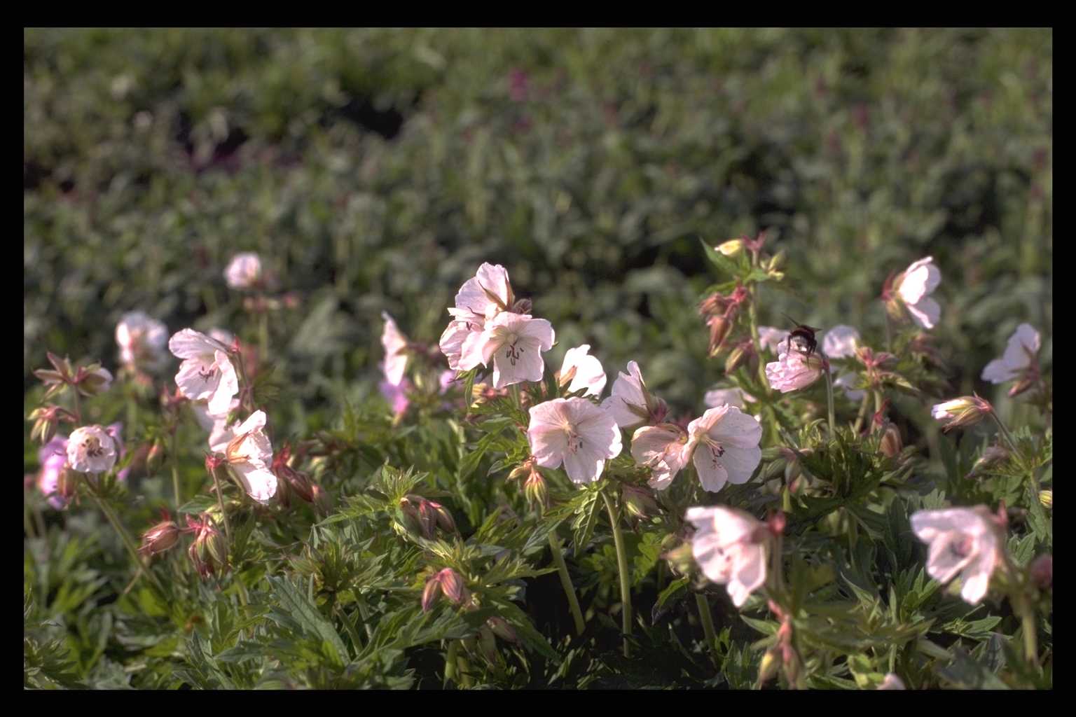 Geranium pratense ‘De Bilt’