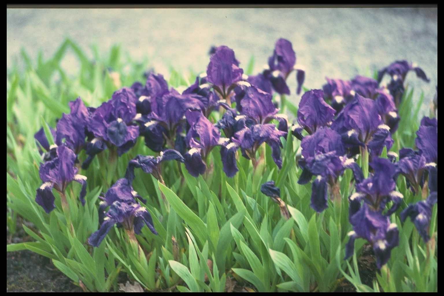 Iris ‘Azurea’