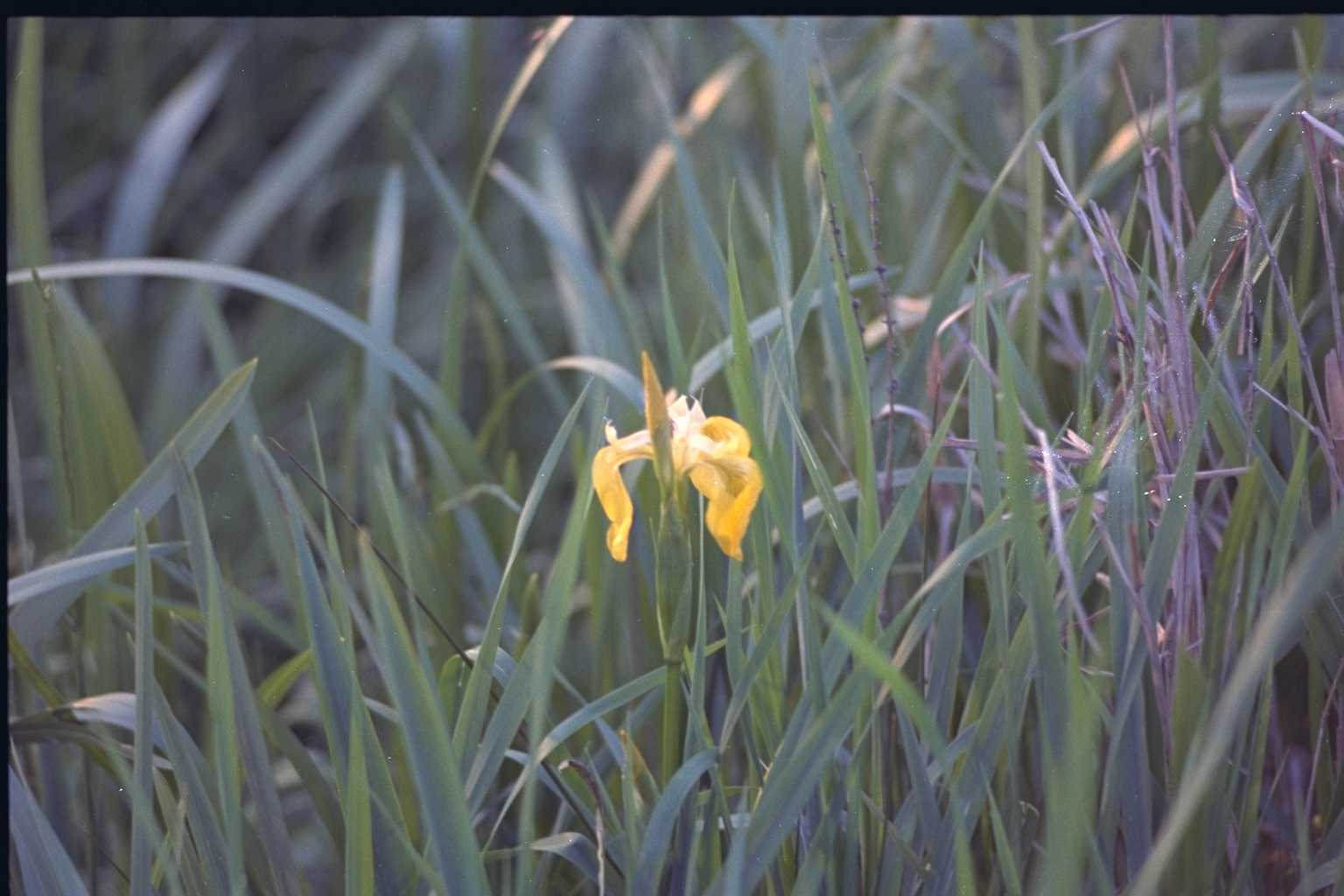 Iris pseudacorus ‘Flore Pleno’