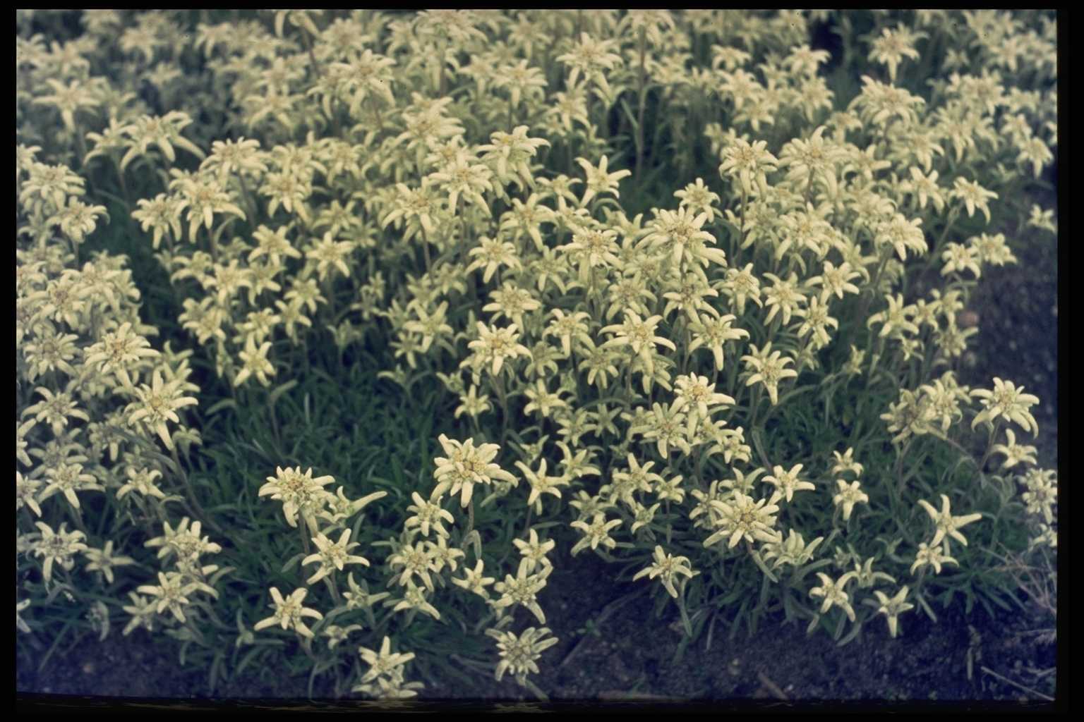Leontopodium alpinum ‘Mignon’