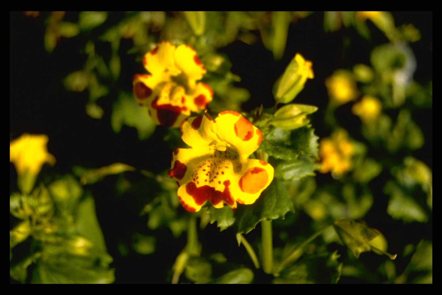 Mimulus ‘Bees’ Major’