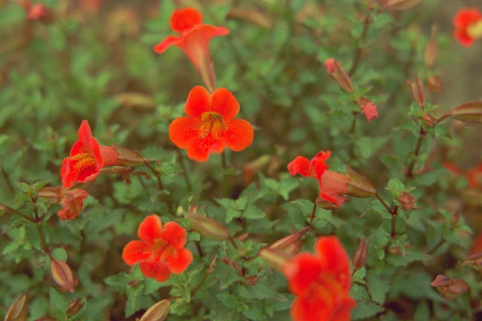 Mimulus ‘Bees’ Scarlet’