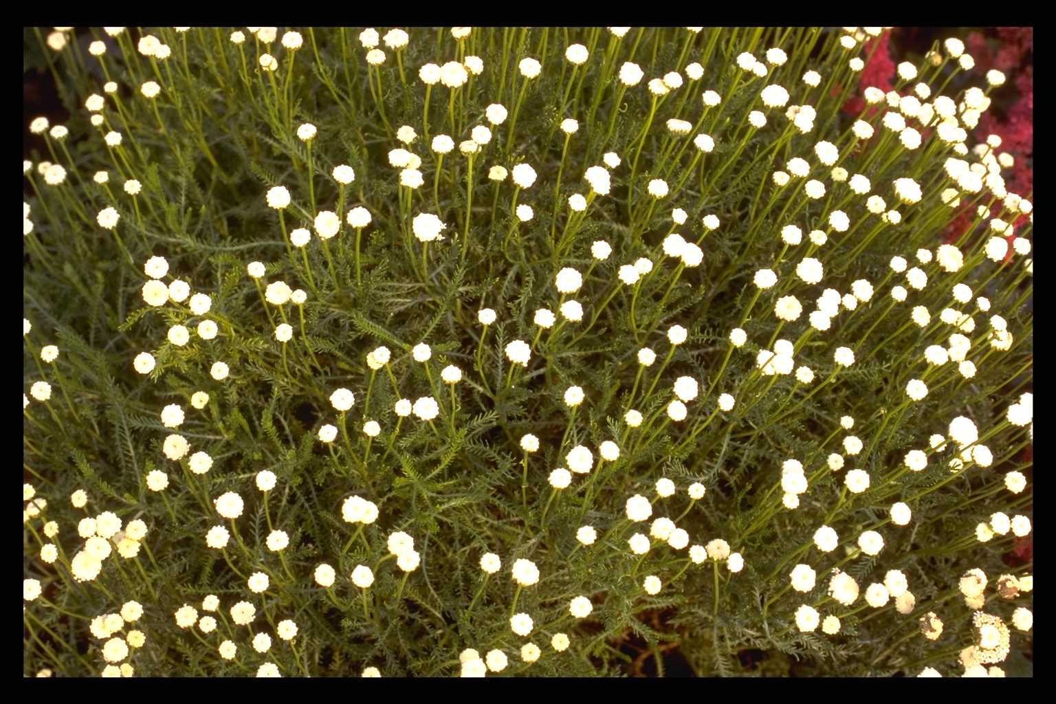Santolina chamaecyparissus var. lindavica