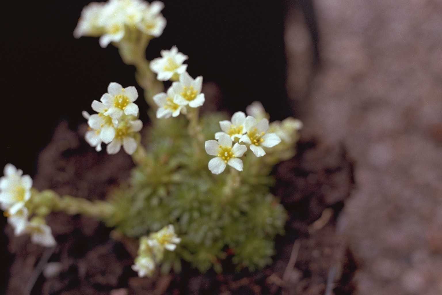 Saxifraga x apiculata ‘Alba’