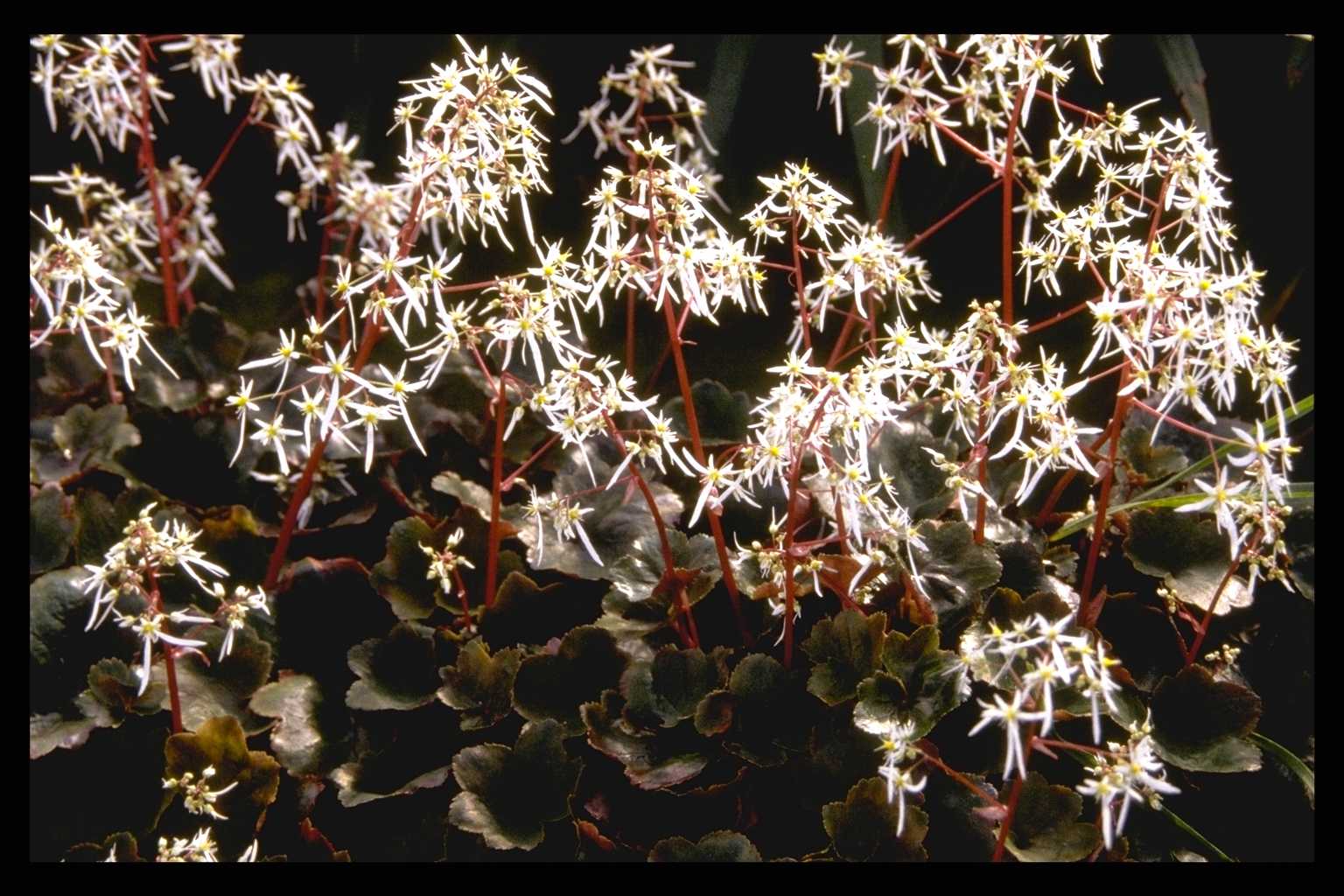Saxifraga cortusifolia ‘Rubrifolia’