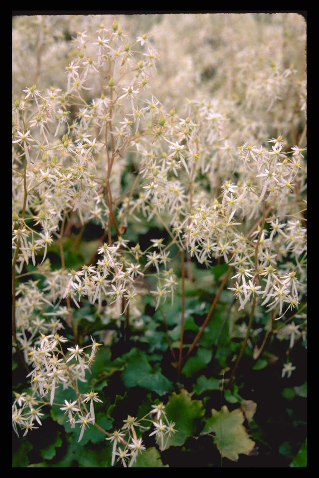 Saxifraga cortusifolia var. fortunei