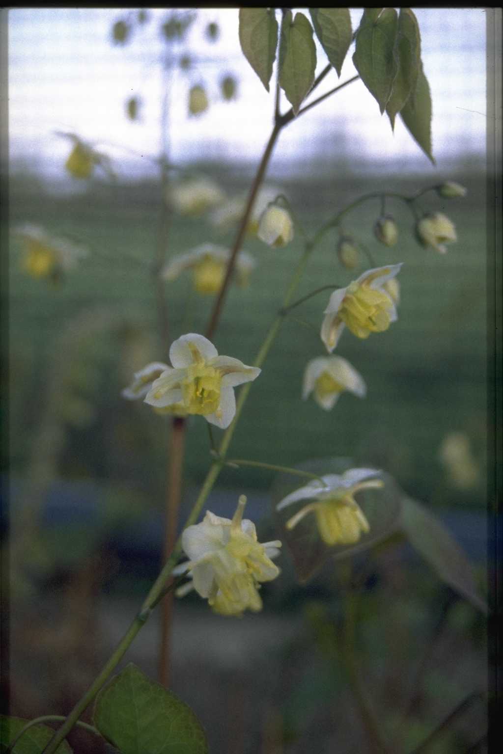Epimedium pinnatum subsp. colchicum