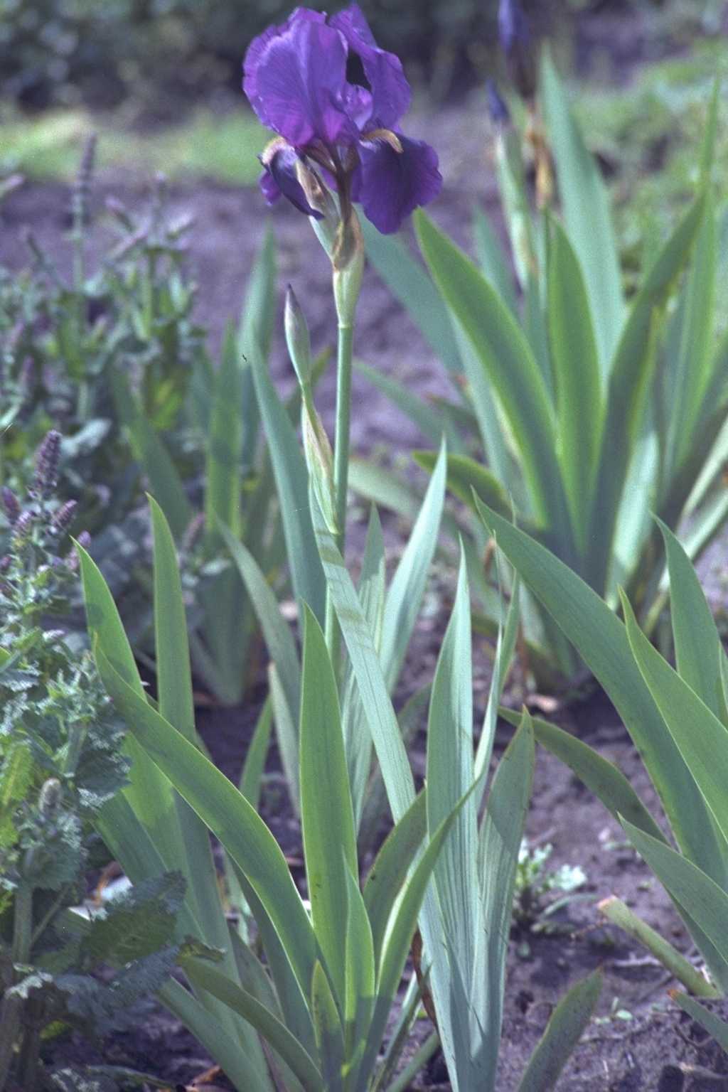 Iris laevigata ‘Variegata’