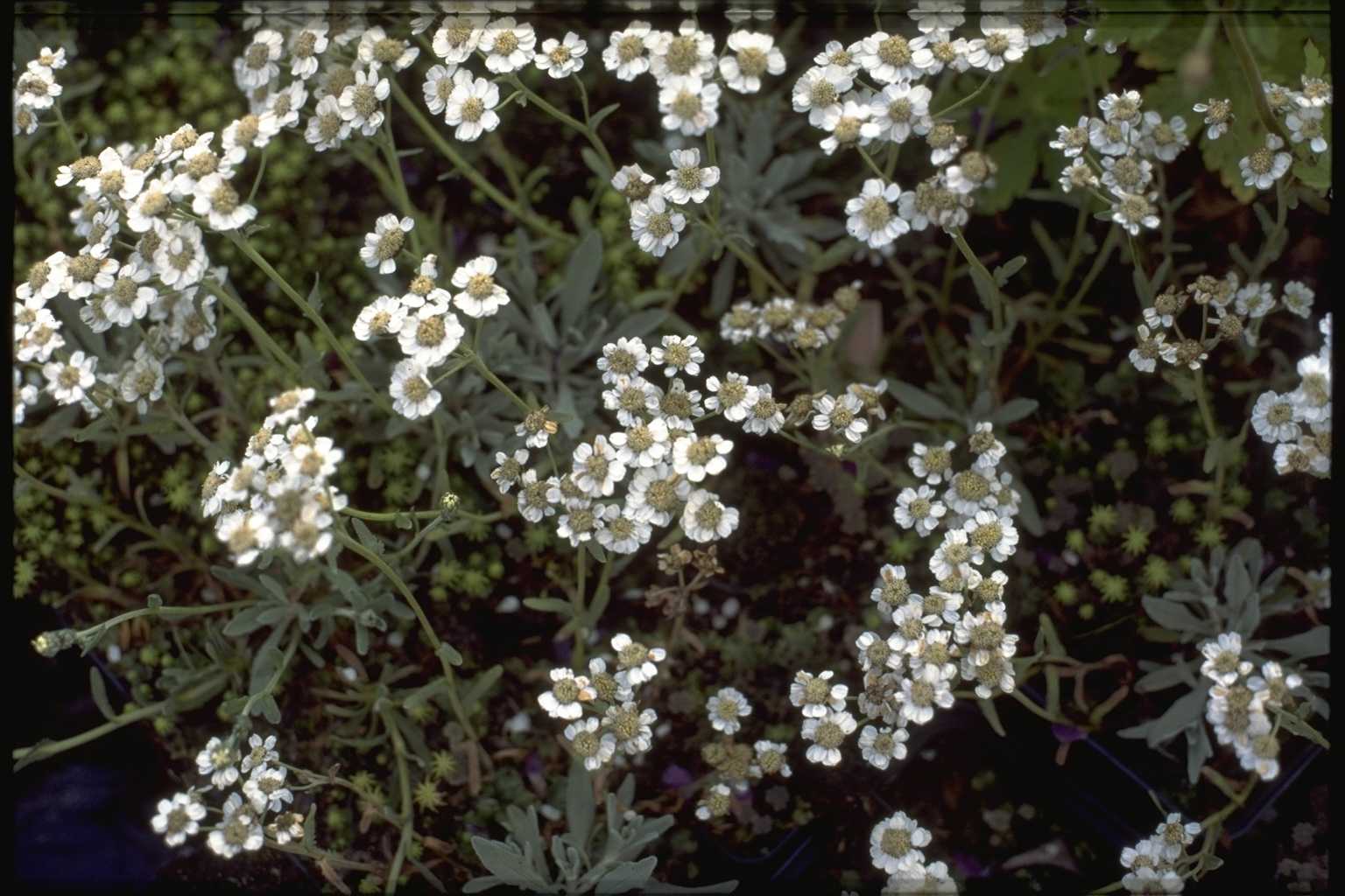 Achillea clavennae subsp. integrifolia