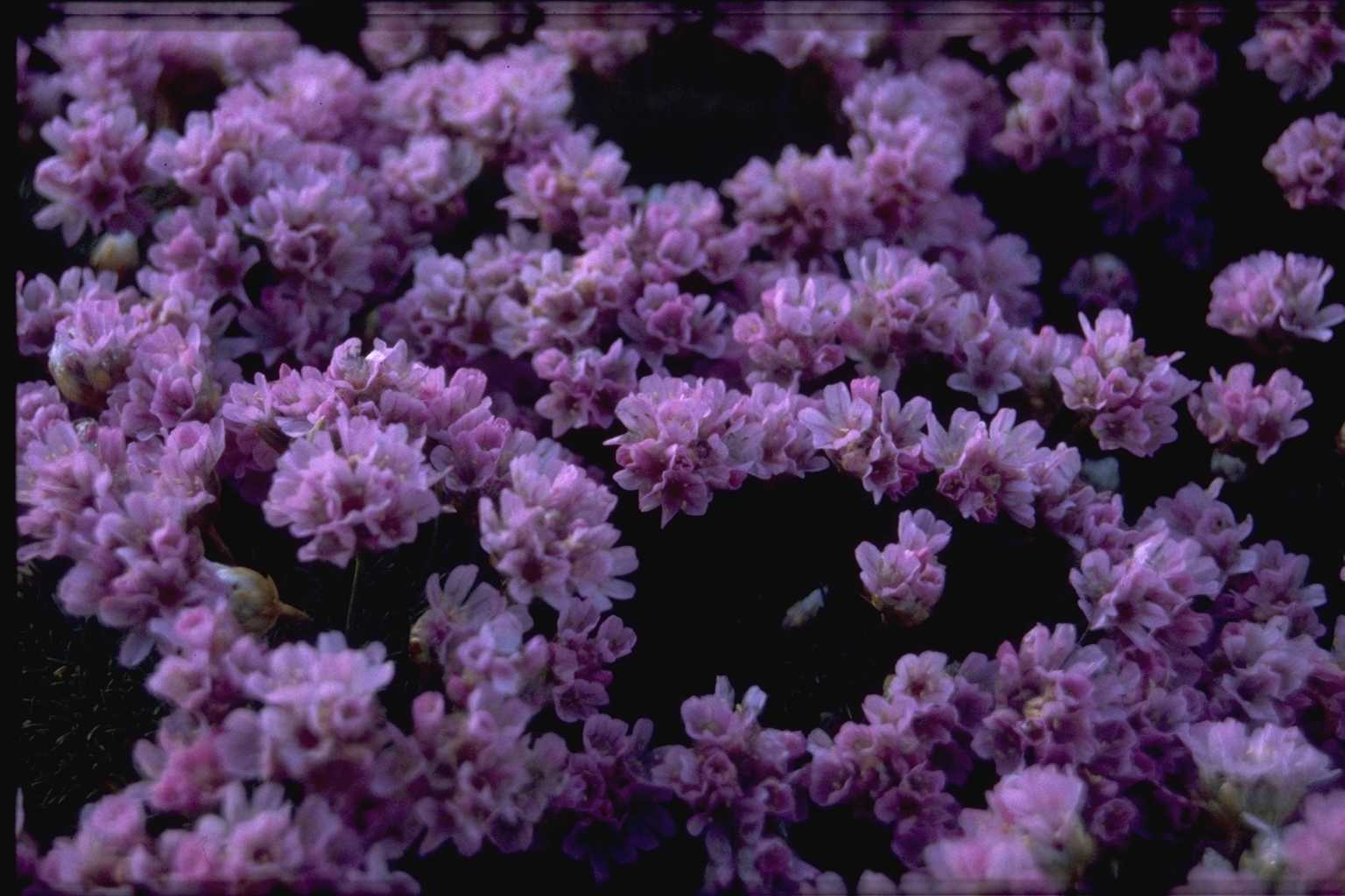 Armeria juniperifolia ‘Brookside’