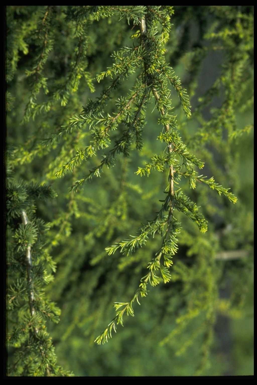 Cedrus libani subsp. brevifolia