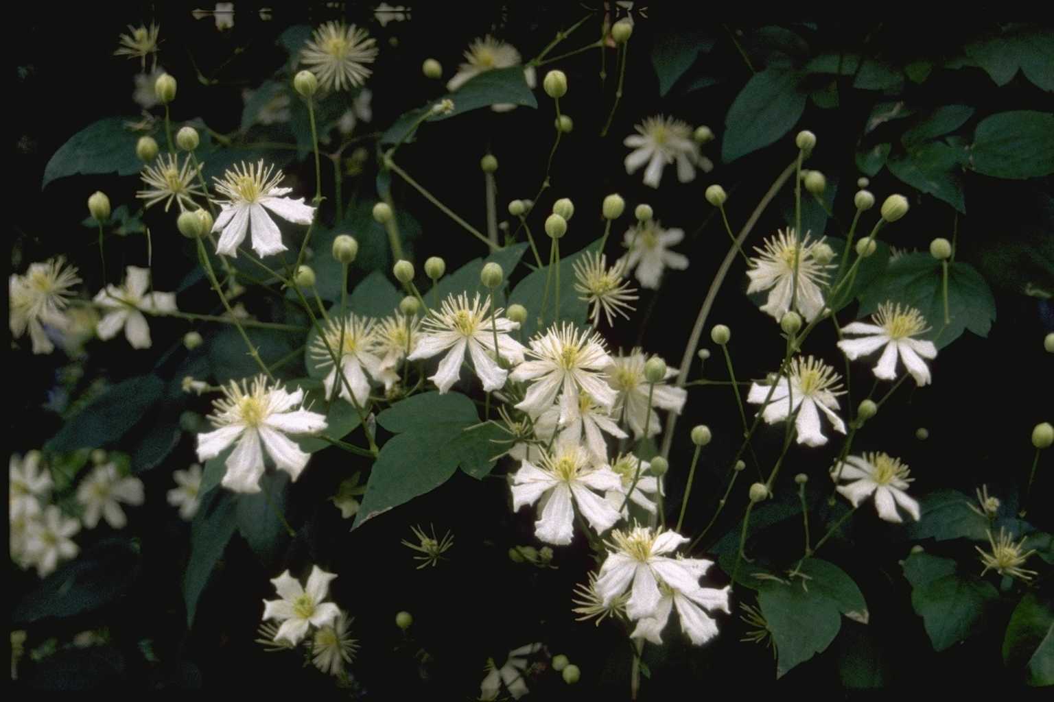 Clematis ‘Paul Farges’