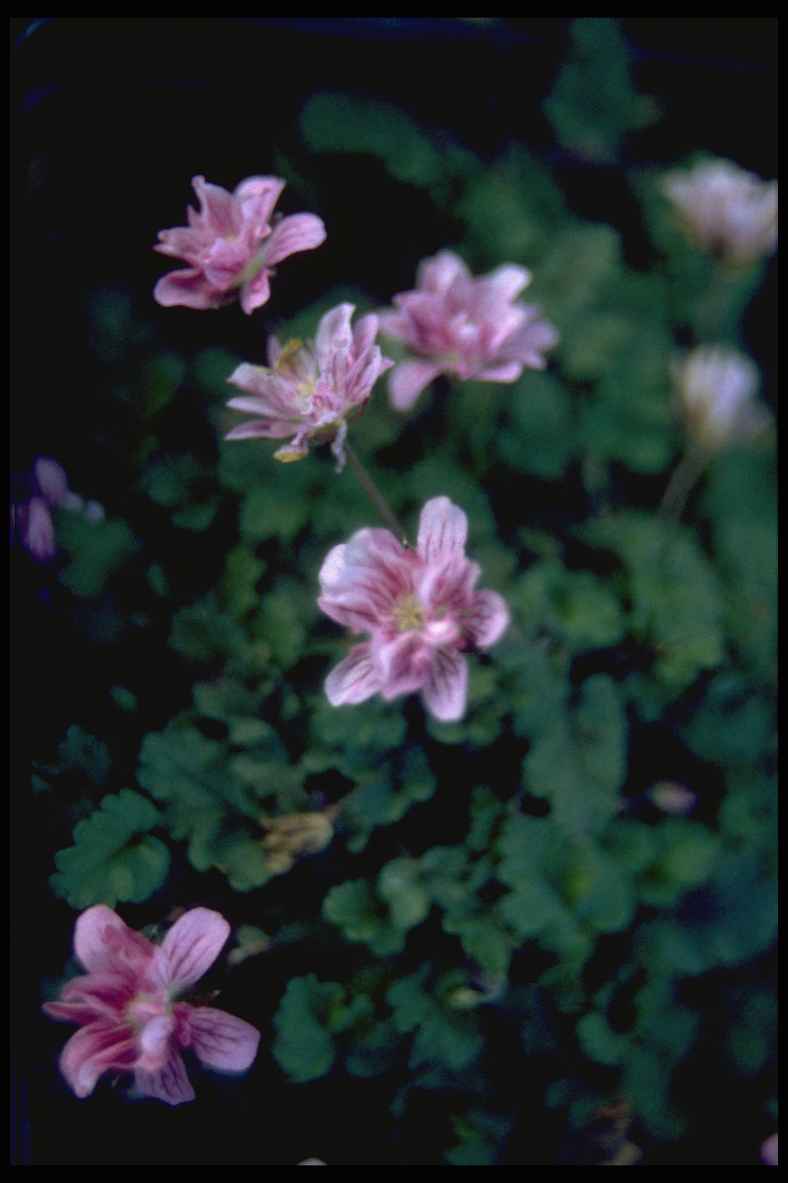 Erodium x variabile ‘Flore Pleno’