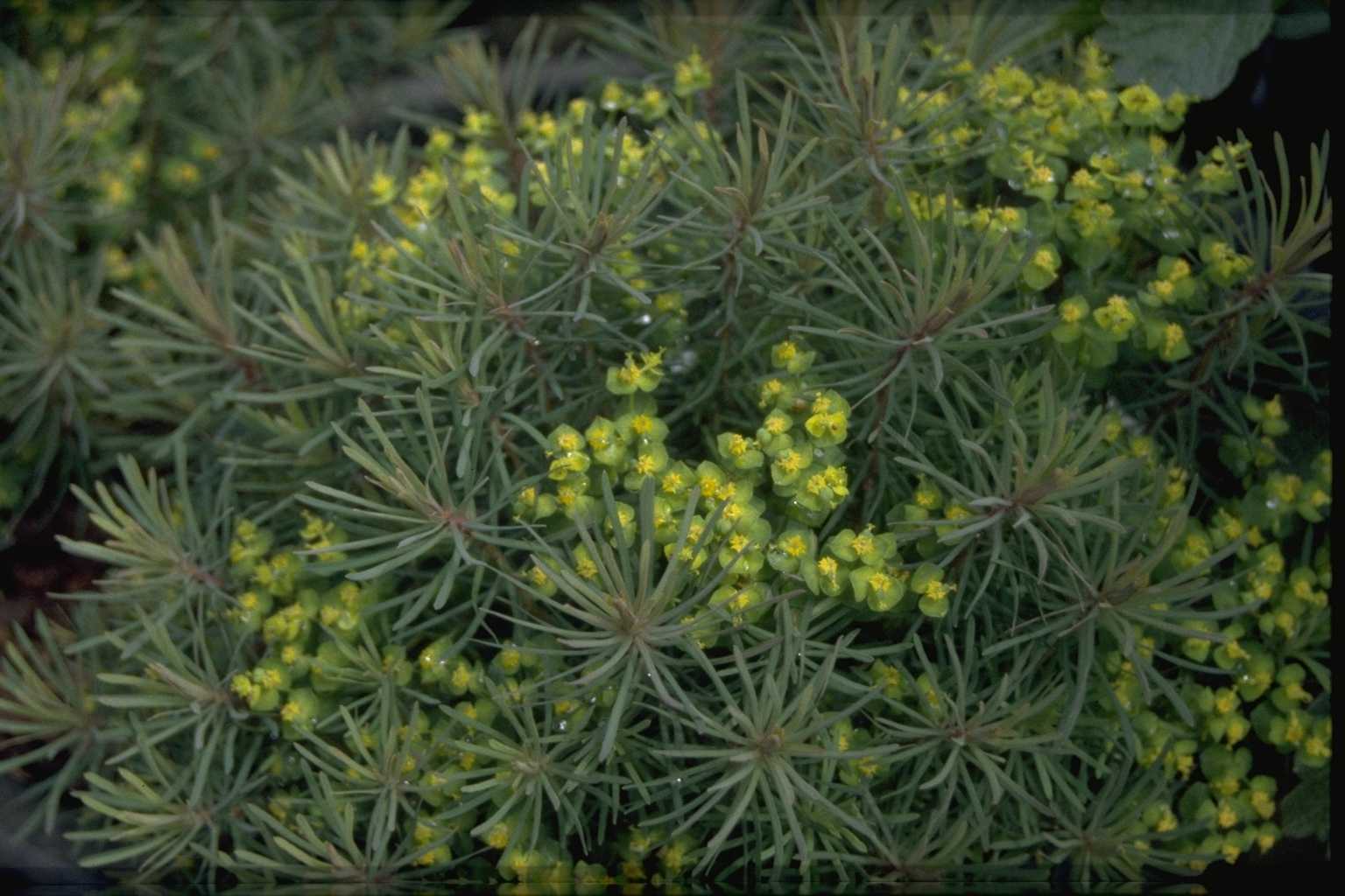 Euphorbia cyparissias ‘Clarice Howard’