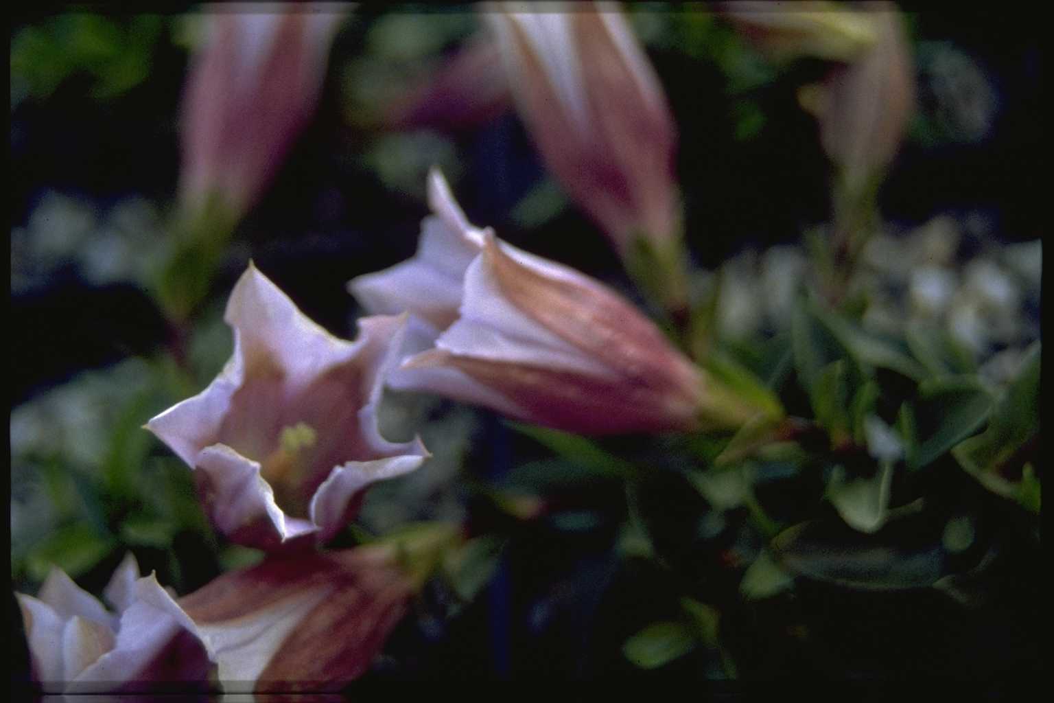 Gentiana acaulis ‘Alboviolacea’
