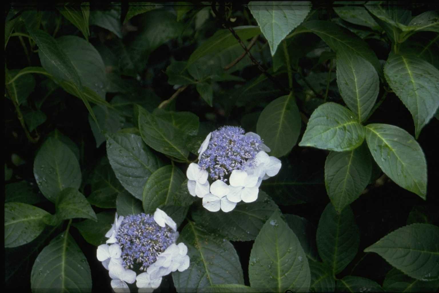 Hydrangea macrophylla ‘Veitchii’