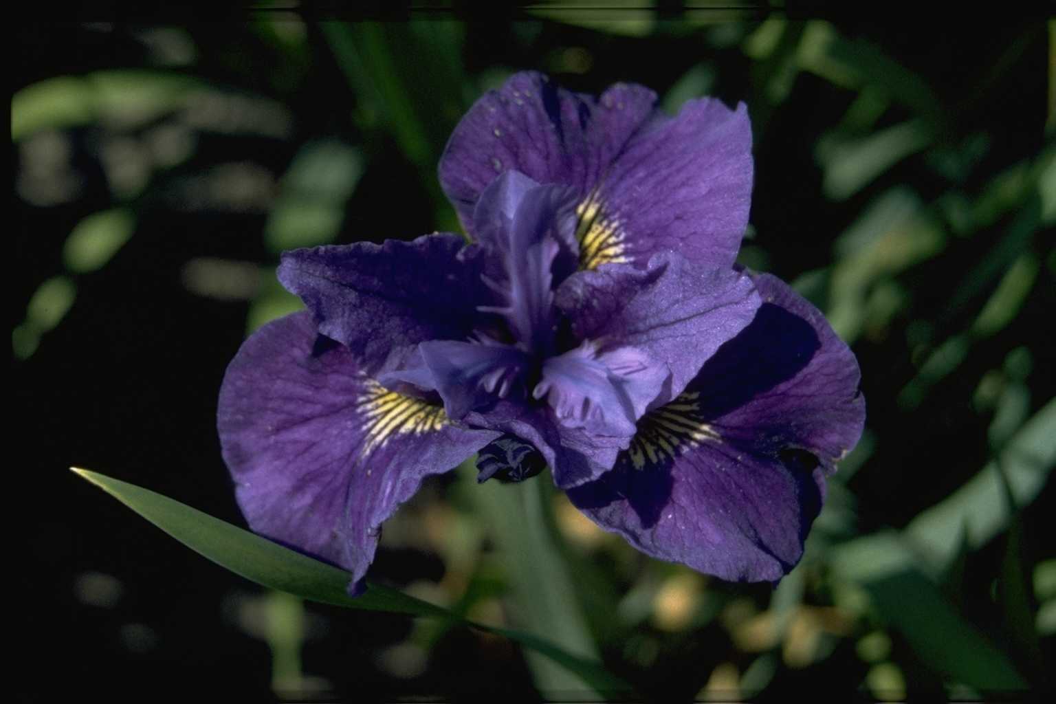Iris ‘Ruffled Velvet’