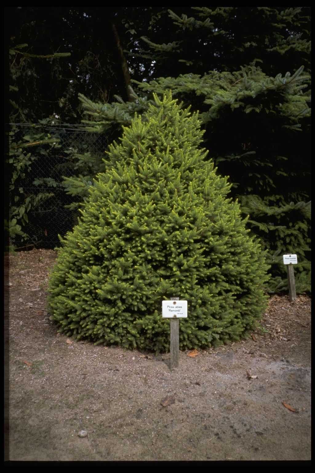 Picea abies ‘Remontii’