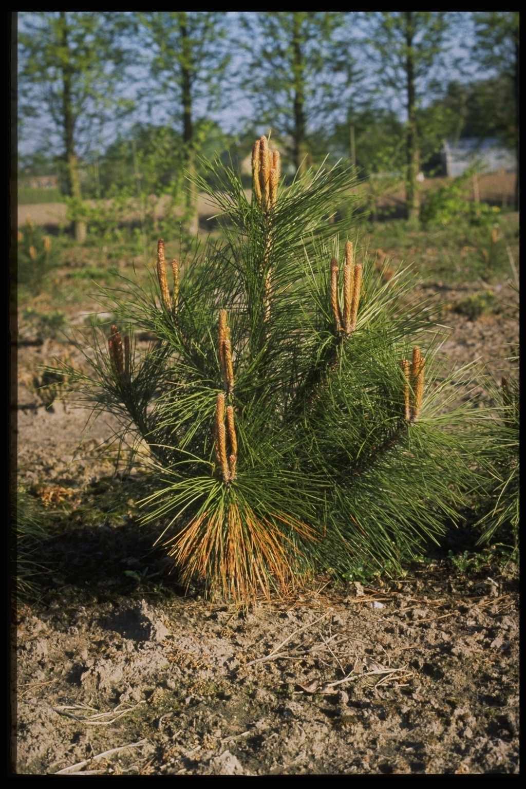 Pinus densiflora ‘Kandelaber’