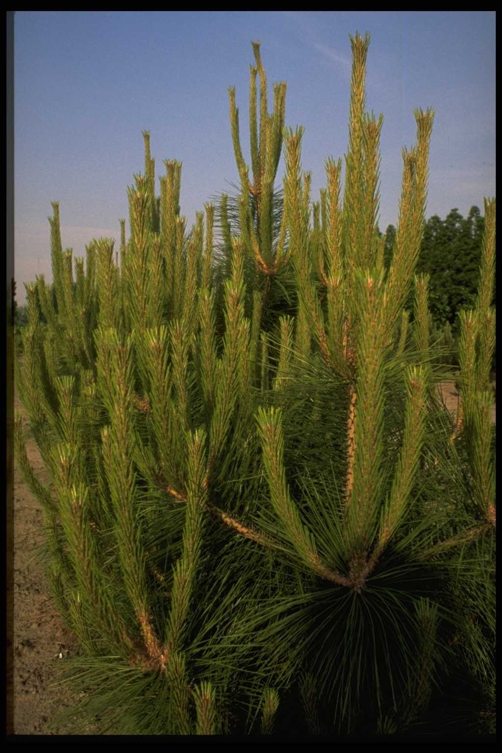 Pinus densiflora ‘Lausanne’