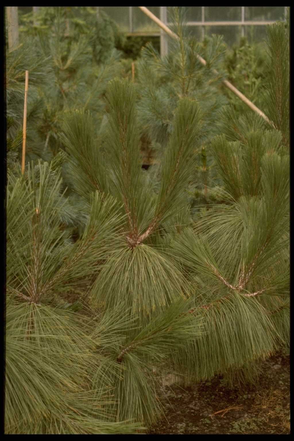 Pinus hartwegii