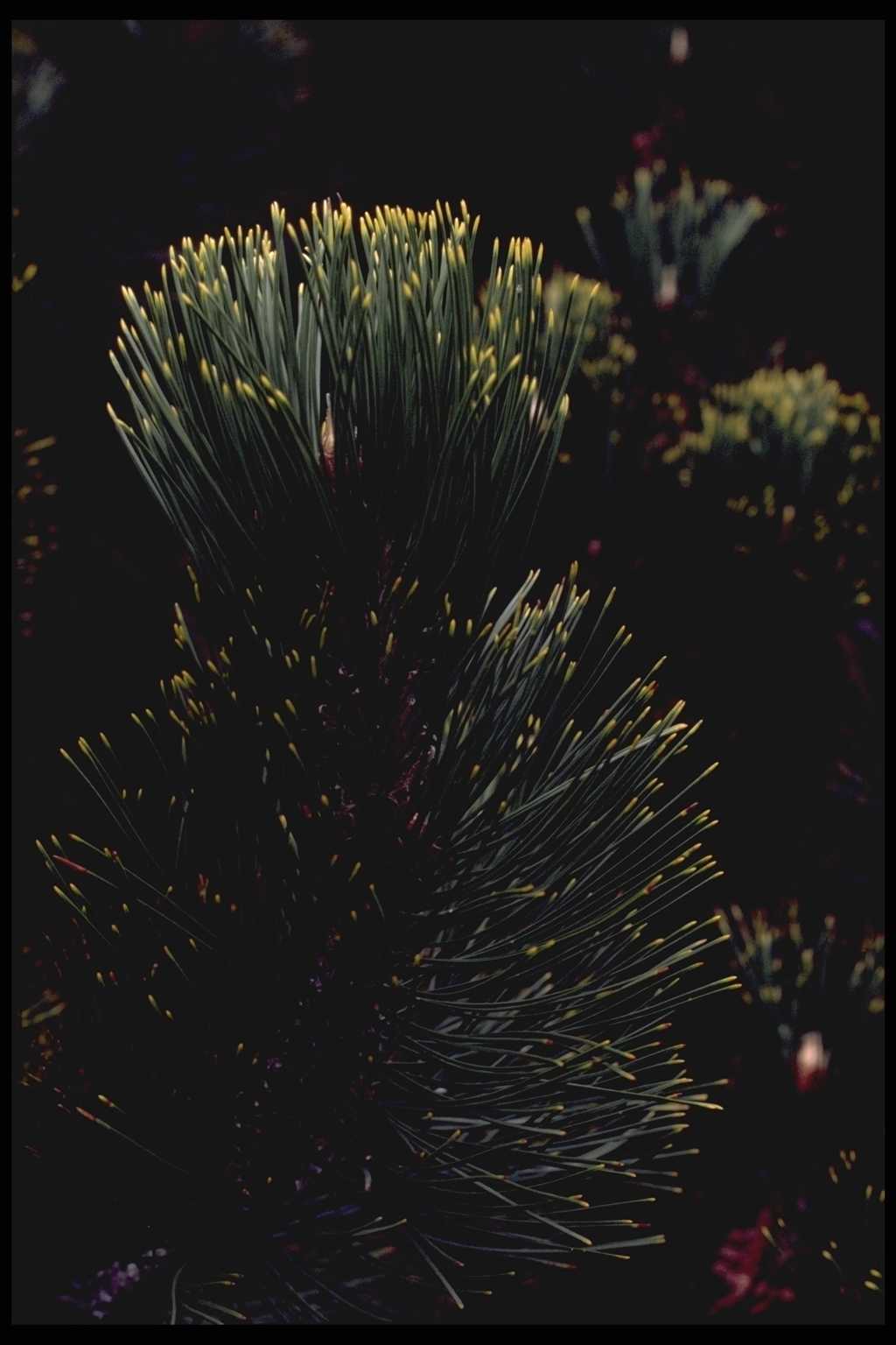 Pinus leucodermis ‘Aureospicata’