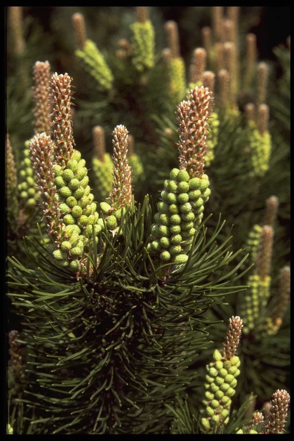 Pinus mugo ‘March’