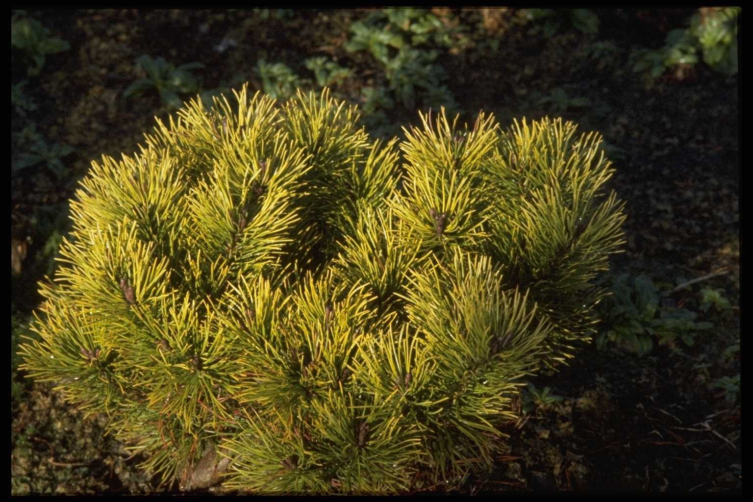 Pinus mugo ‘Ophir’