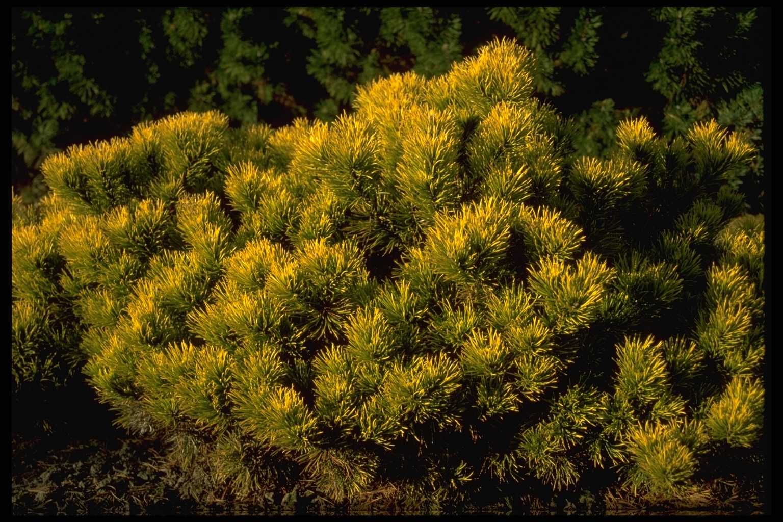 Pinus mugo ‘Winter Gold’