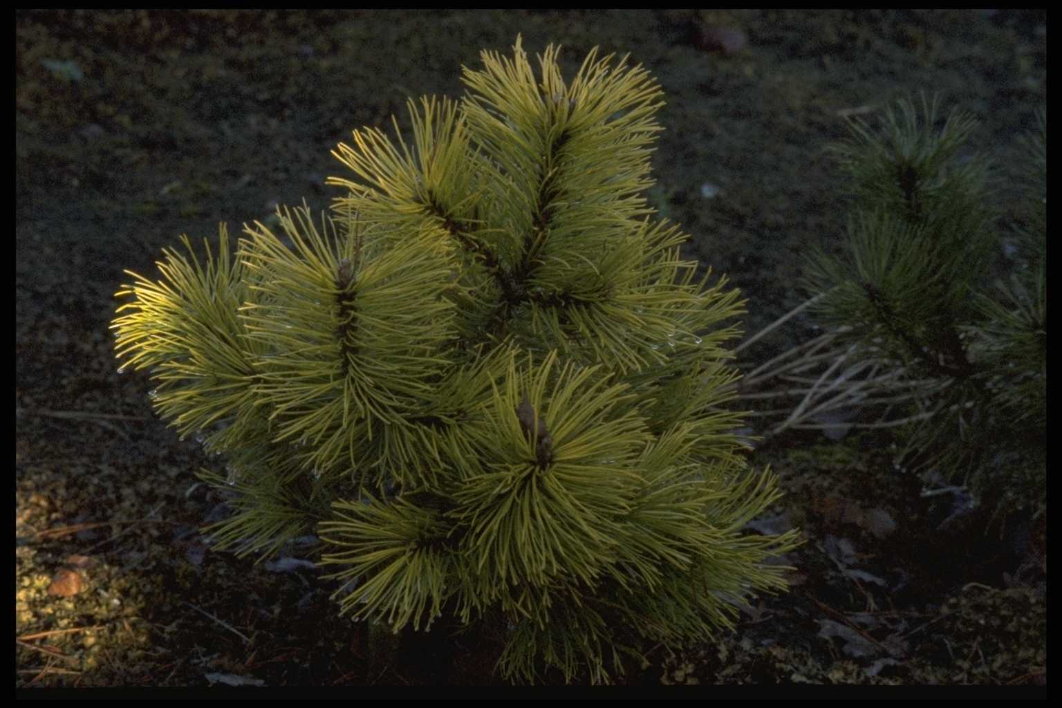 Pinus mugo ‘Zundert’