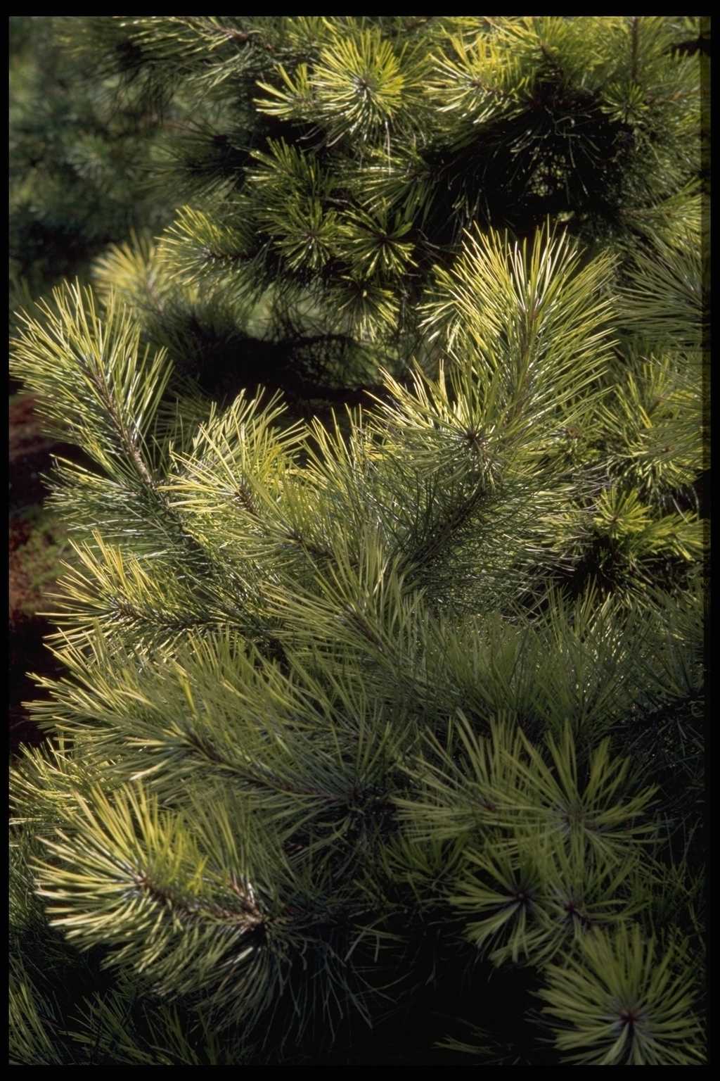 Pinus nigra ‘Aurea’