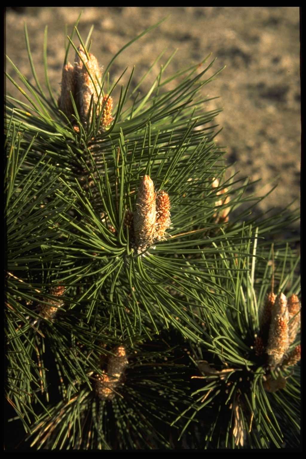 Pinus nigra ‘Buda’