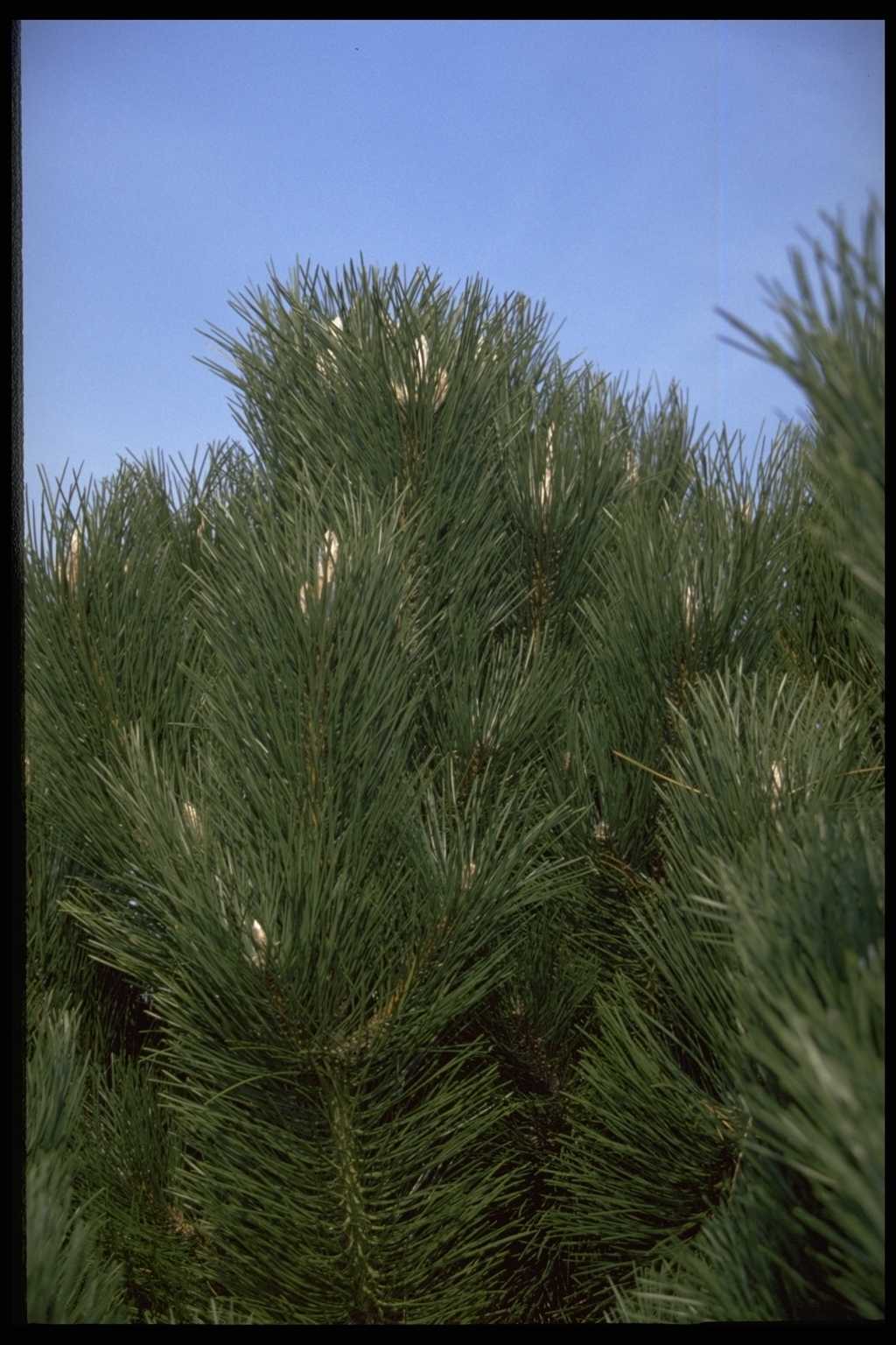 Pinus nigra ‘G?ant de Suisse’