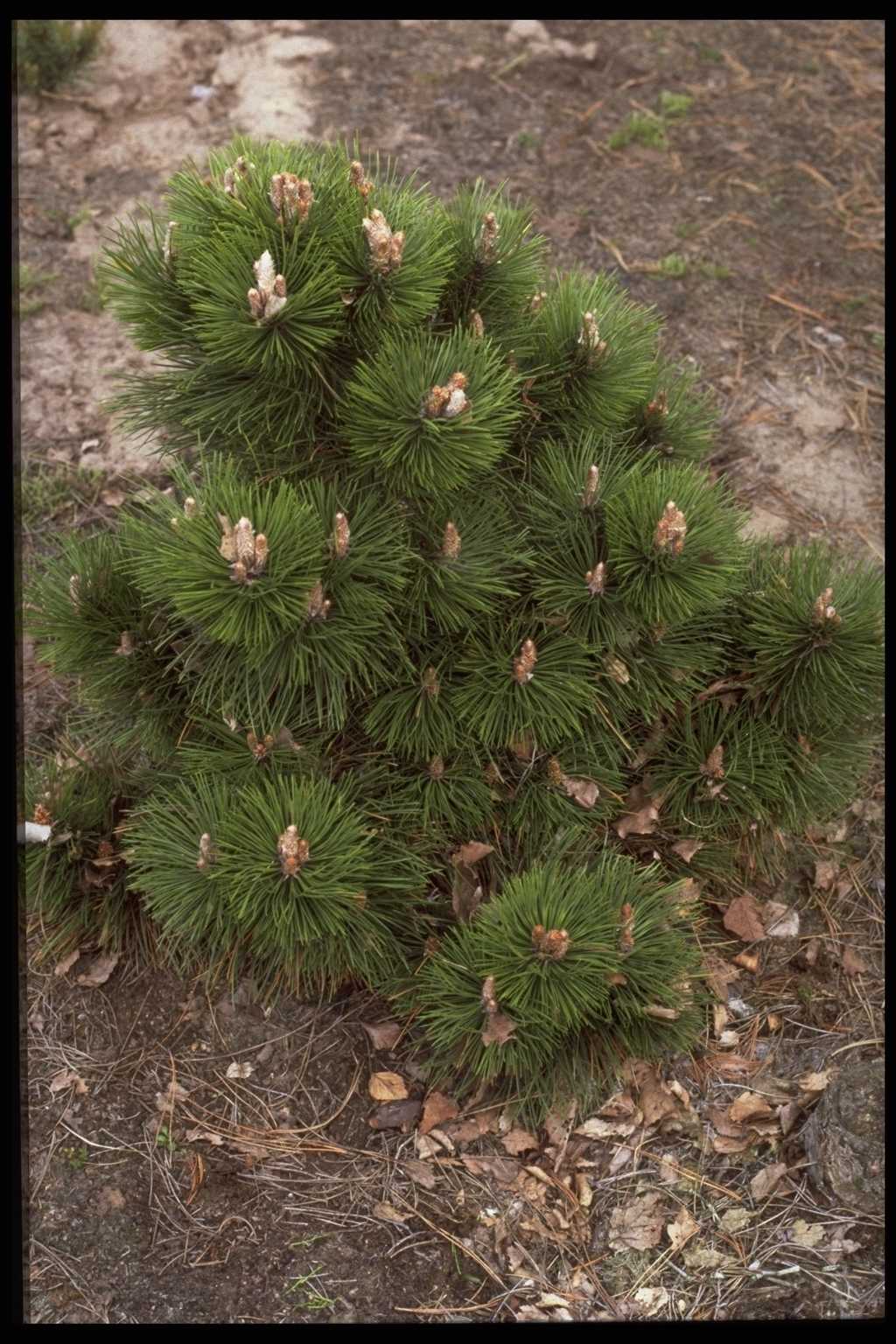Pinus nigra ‘Helga’