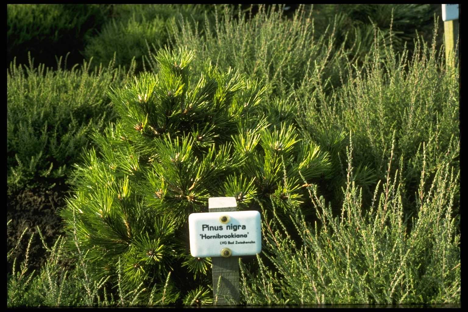 Pinus nigra ‘Hornibrookiana’