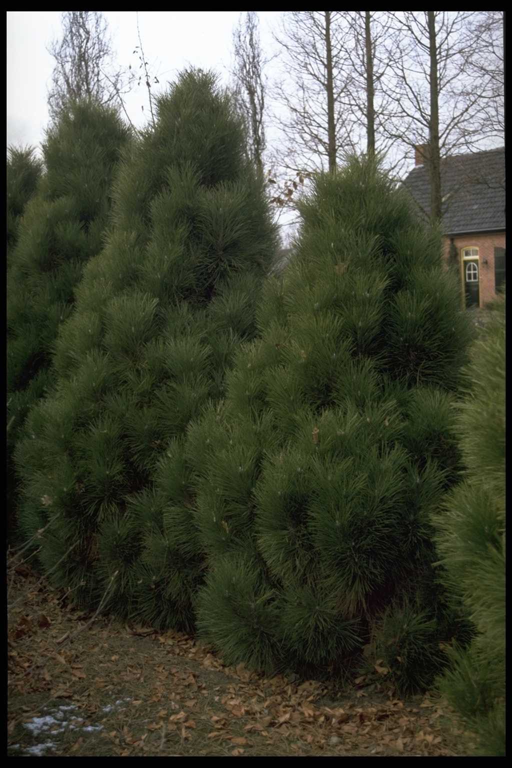 Pinus nigra ‘Pyramidalis’