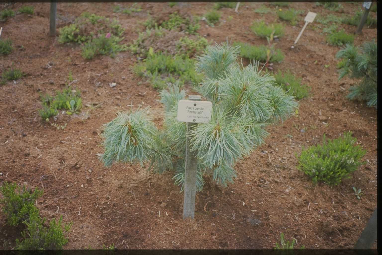 Pinus pumila ‘Barmstedt’