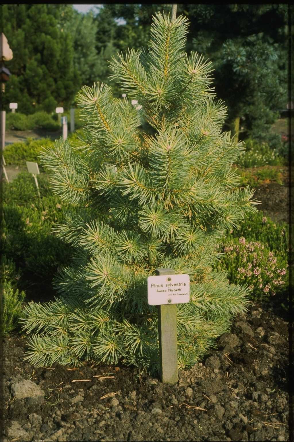 Pinus sylvestris ‘Aurea Nisbeth’