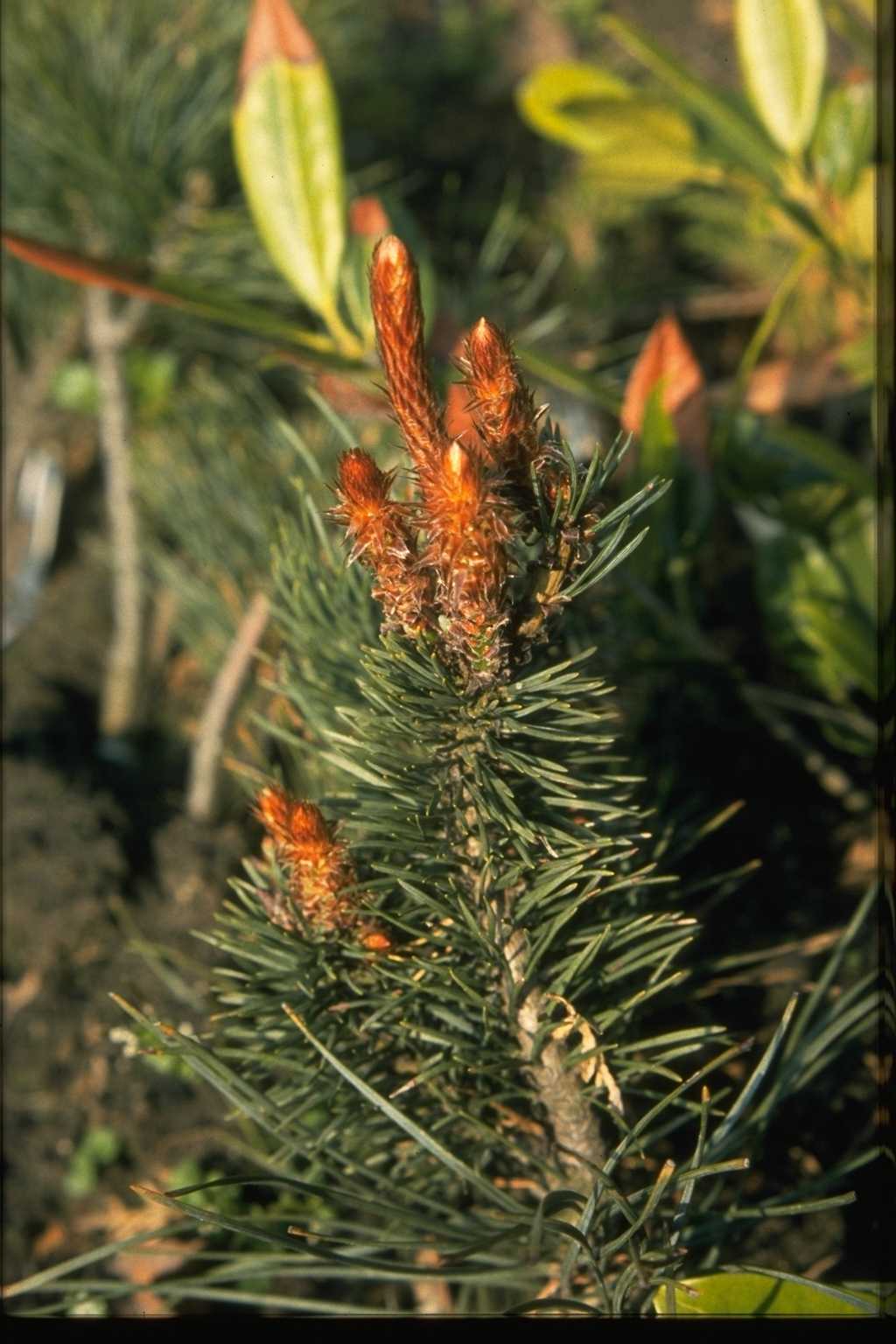 Pinus sylvestris ‘Bonna’