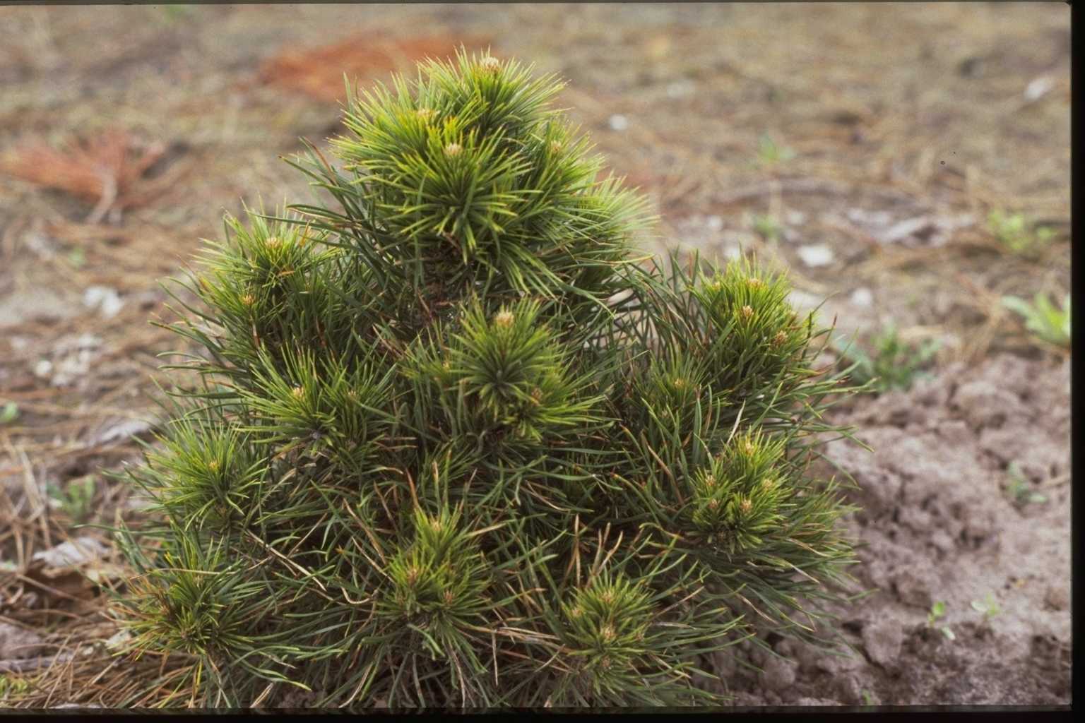 Pinus sylvestris ‘Conica’