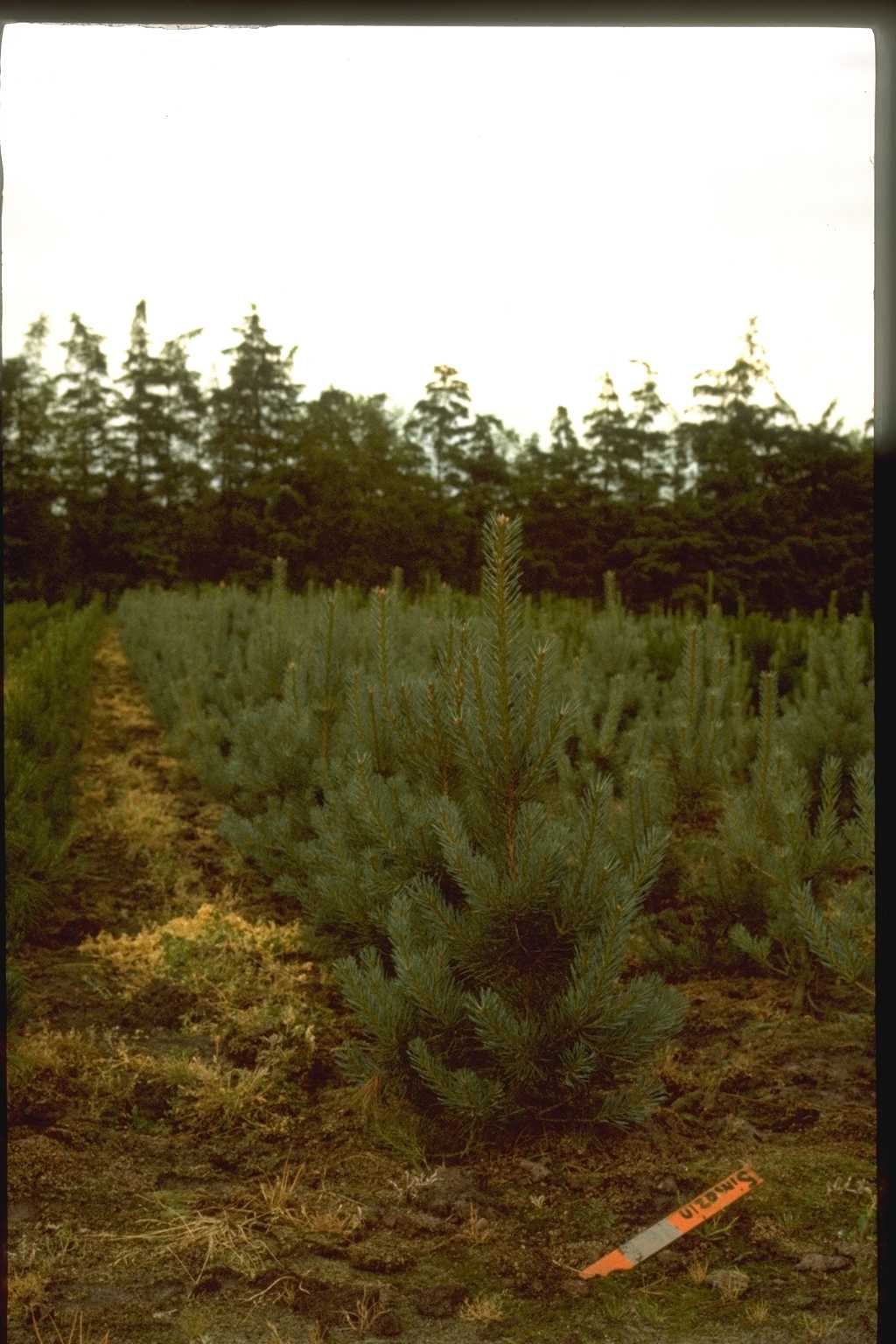 Pinus sylvestris ‘Glauca’